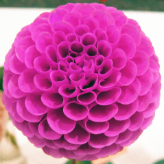 Dahlia ' 20TH AVE INGRID '  (Min.B.)  Gibson  USA  2020  ADS Show Virginia, USA 2022  (David Brown)
